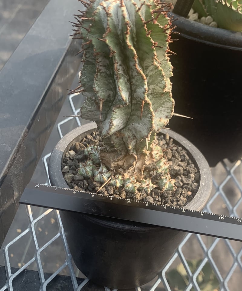 ユーフォルビアホリダ オロチ実生 ダルマzebra Euphorbia