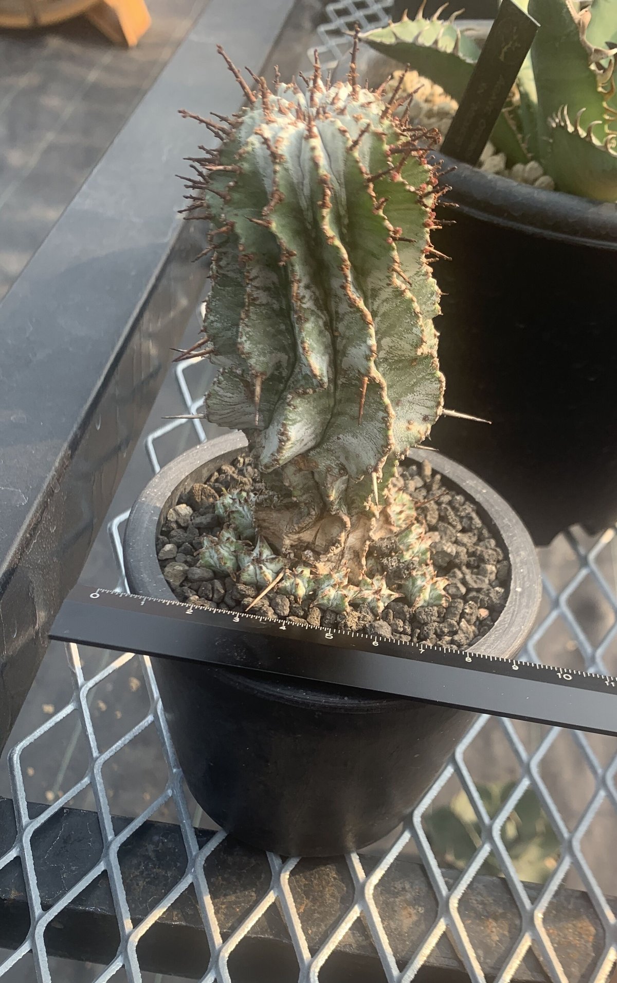 た*ん様 ユーフォルビア　ホリダ(ゼブラホリダ)/珍奇植物/多肉植物 50d461835fdb43a5a2a04bf6aa96dc
