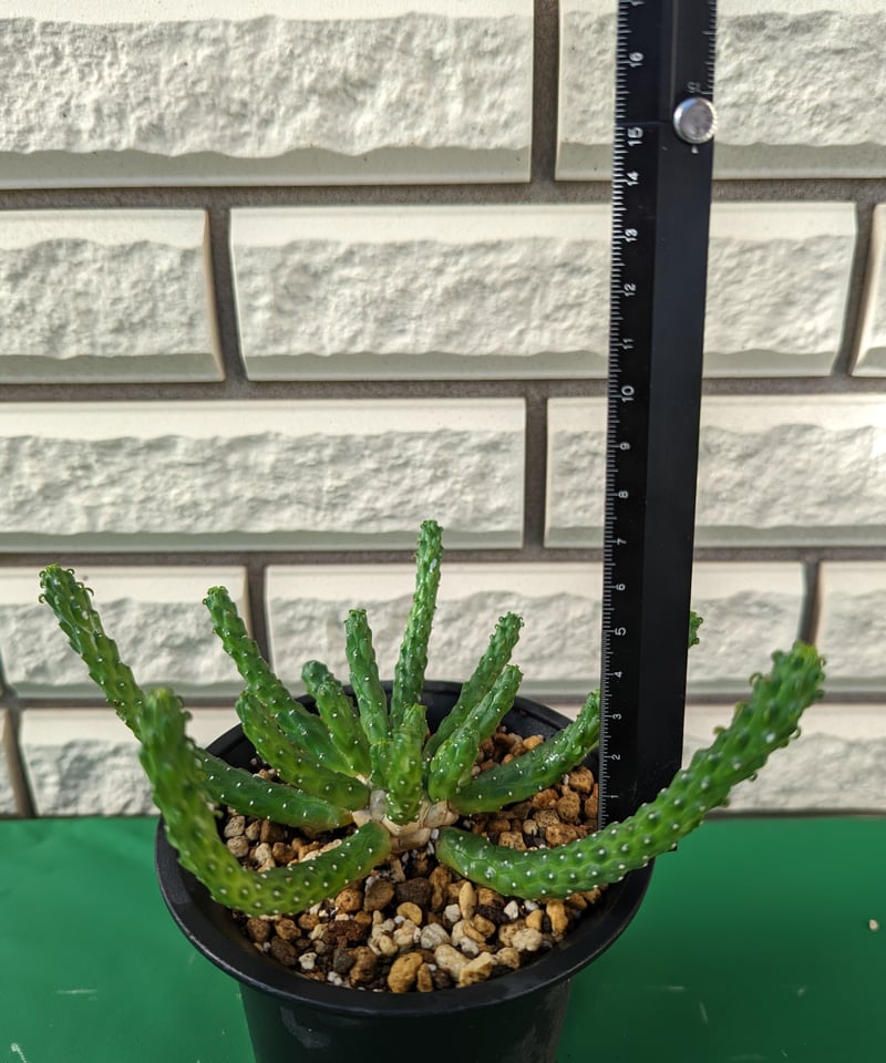 ユーフォルビア・イネルミス 九頭竜 | Plants by THE CORE CAUDEX