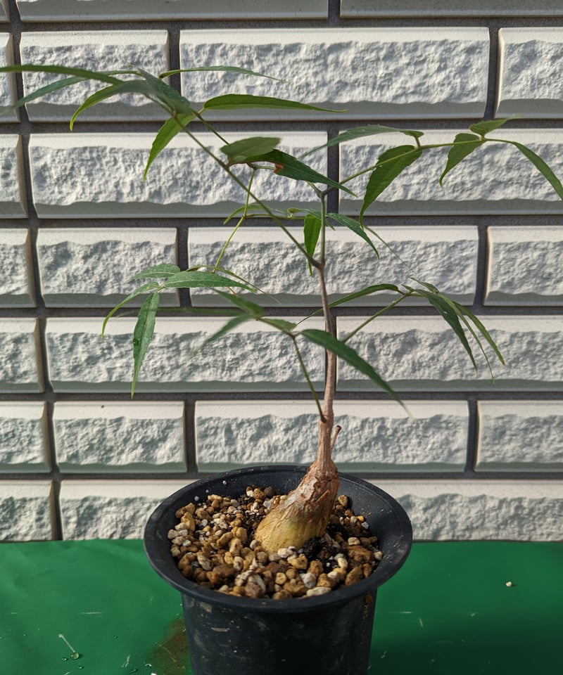 キフォステンマ・パキプス | Plants by THE CORE CAUDEX