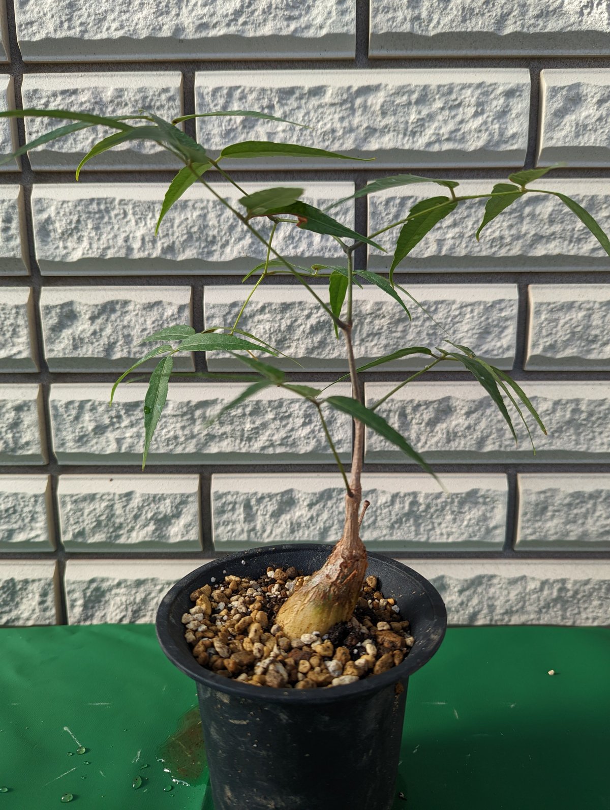 キフォステンマ・パキプス | Plants by THE CORE CAUDEX キフォステンマ・パキプス | Plants by THE CORE CAUDEX