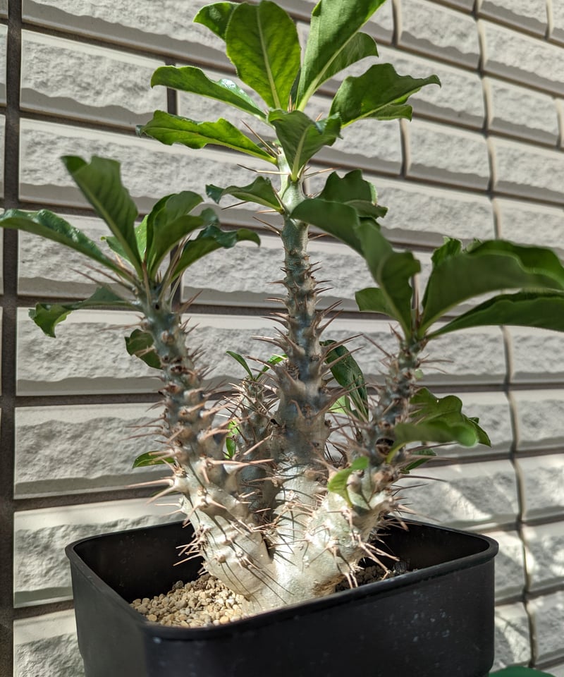 パキポディウム・サンデルシー 白馬城 | Plants by THE CORE CAUDEX パキポディウム・サンデルシー 白馬城 | Plants by THE CORE CAUDEX