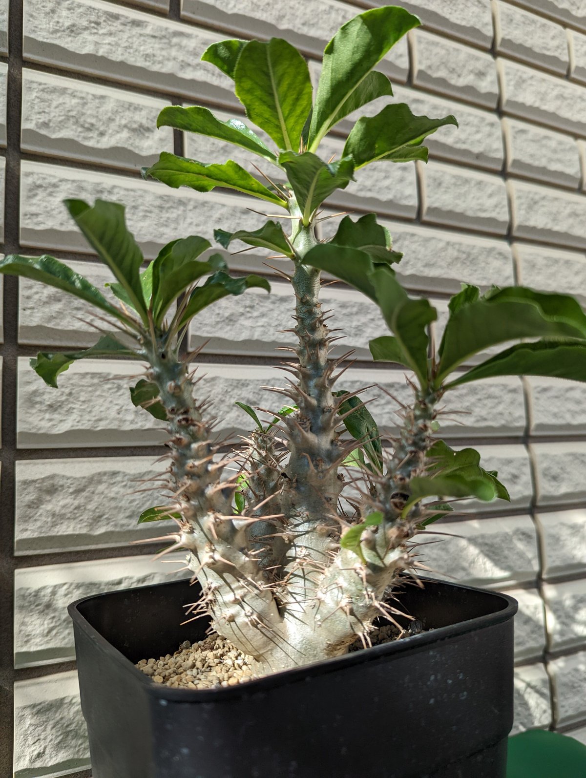 パキポディウム・サンデルシー 白馬城 | Plants by THE CORE CAUDEX