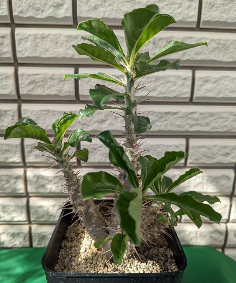 パキポディウム・サンデルシー 白馬城 | Plants by THE CORE CAUDEX