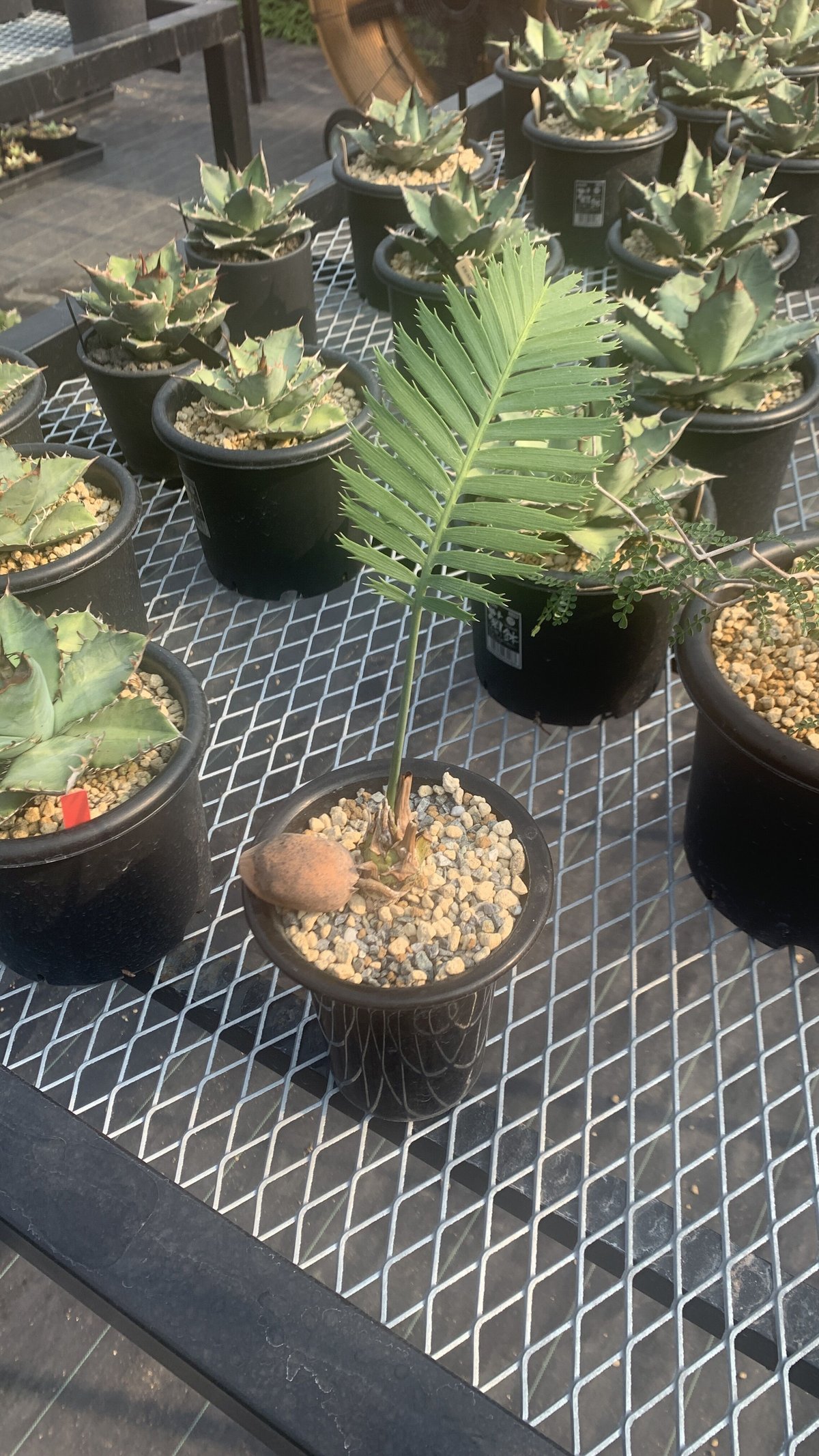 Dioon spinulosum ディオーン スピヌロスム | Plants by THE C