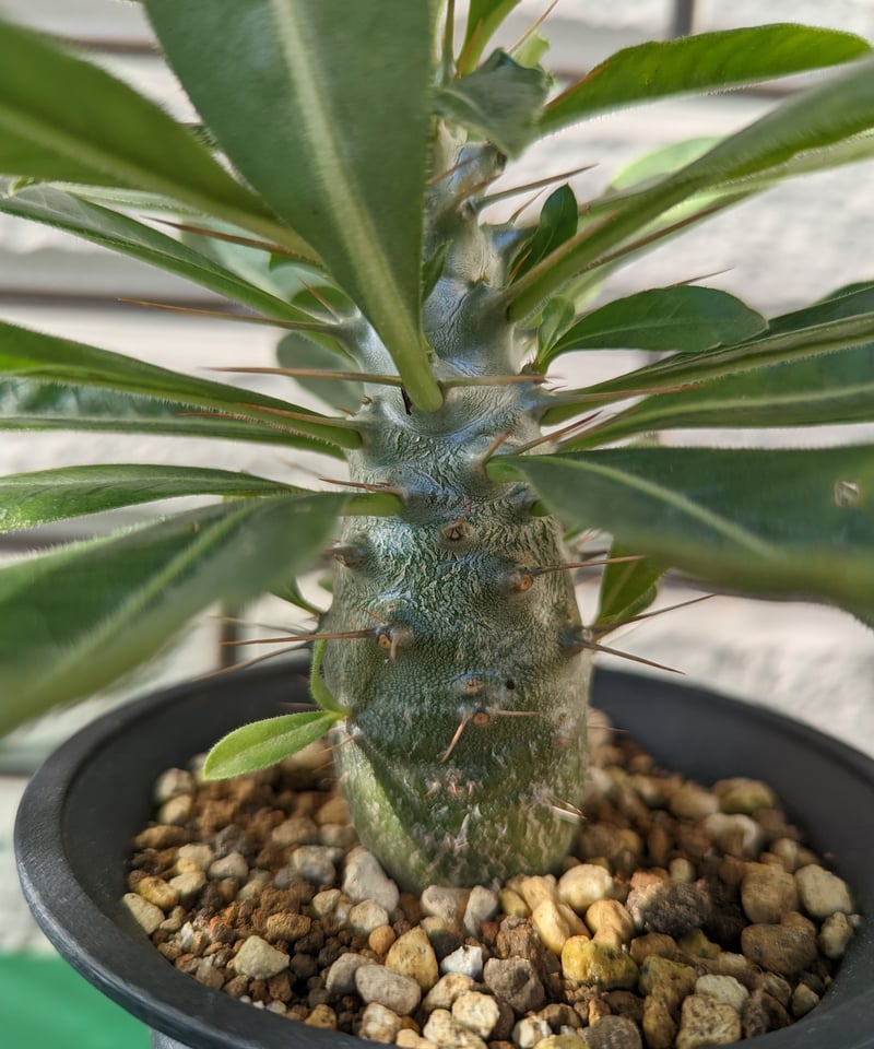 パキポディウム・サンデルシー 白馬城 | Plants by THE CORE CAUDEX パキポディウム・サンデルシー 白馬城 | Plants by THE CORE CAUDEX