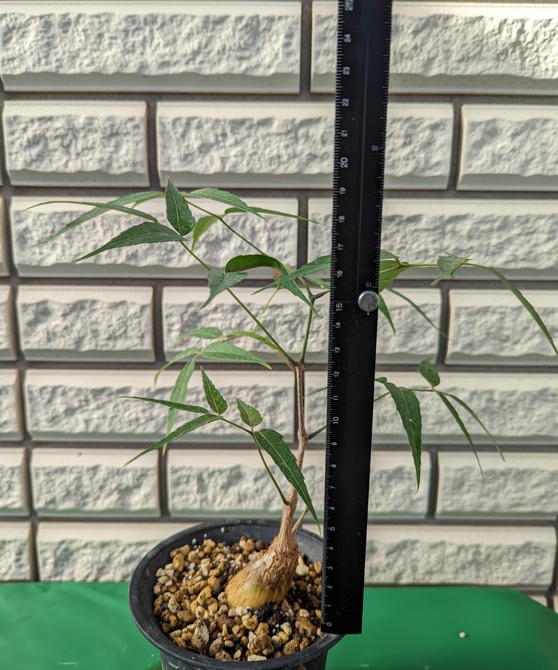 キフォステンマ・パキプス | Plants by THE CORE CAUDEX