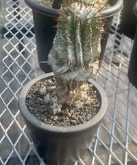 Euphorbia horrida、ユーフォルビア ホリダ　ゼブラ　群生