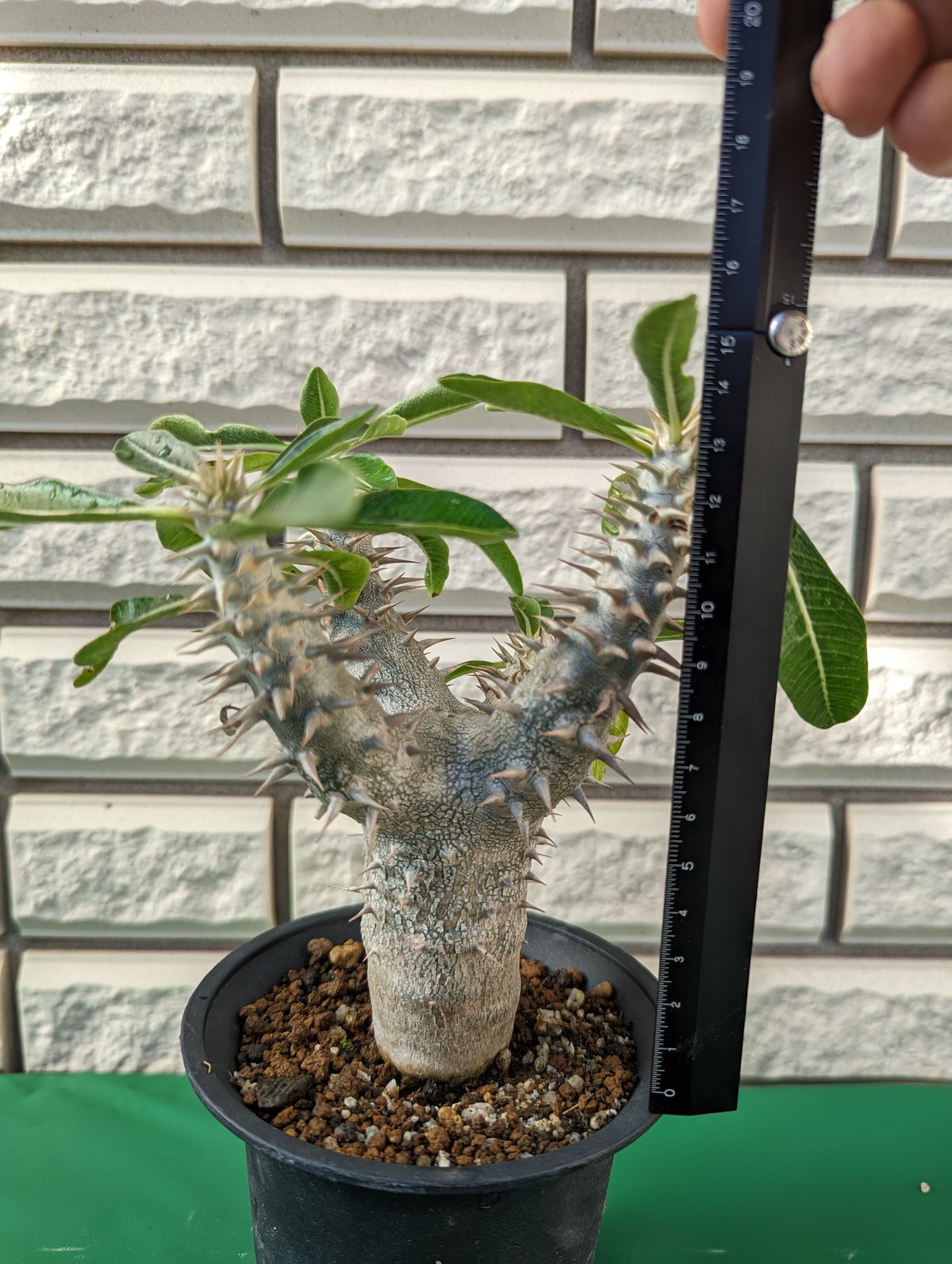 パキポディウム　デンシフローラム　実生　大株 パキポディウム：デンシフローラム（実生株） 3号 の通販 | 園芸