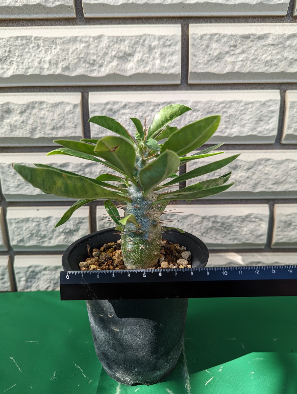 パキポディウム・サンデルシー 白馬城 | Plants by THE CORE CAUDEX