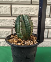 ユーフォルビア・ホリダ　丸型