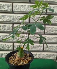 キフォステンマ・パキプス | Plants by THE CORE CAUDEX