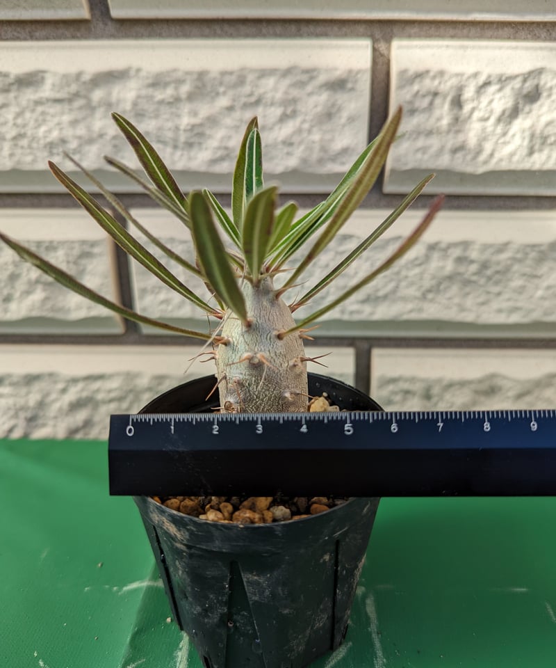 パキポディウム・カクチペス | Plants by THE CORE CAUDEX