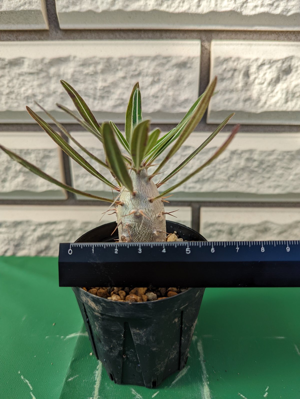 パキポディウム・カクチペス | Plants by THE CORE CAUDEX