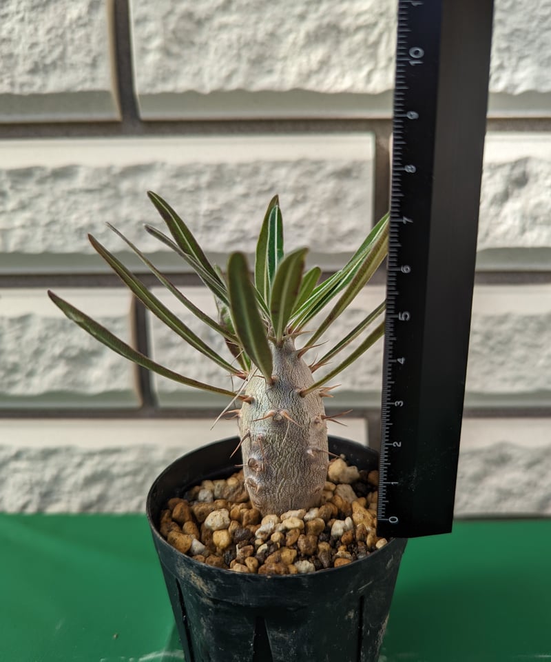 パキポディウム・カクチペス | Plants by THE CORE CAUDEX