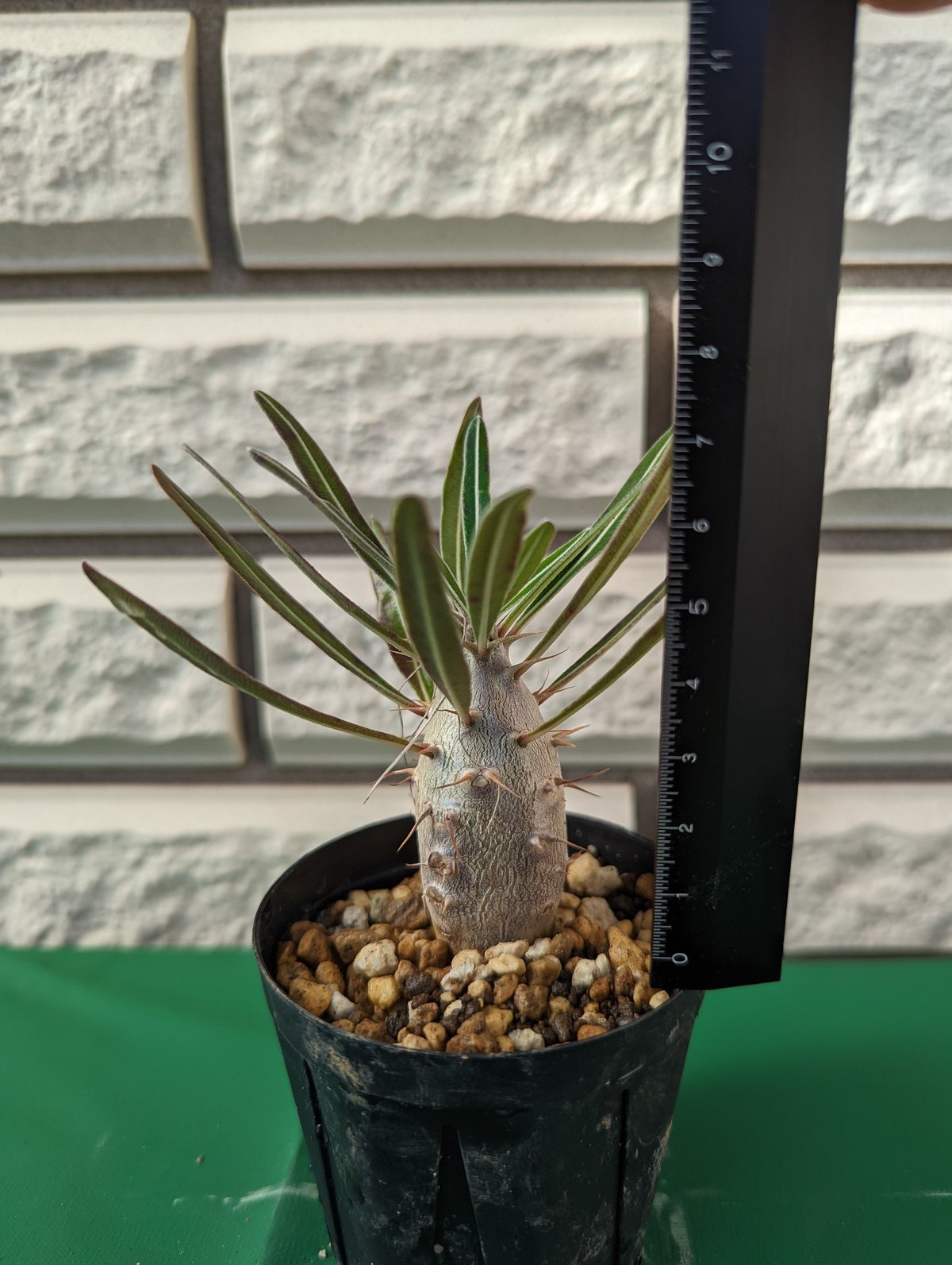 パキポディウム・カクチペス | Plants by THE CORE CAUDEX