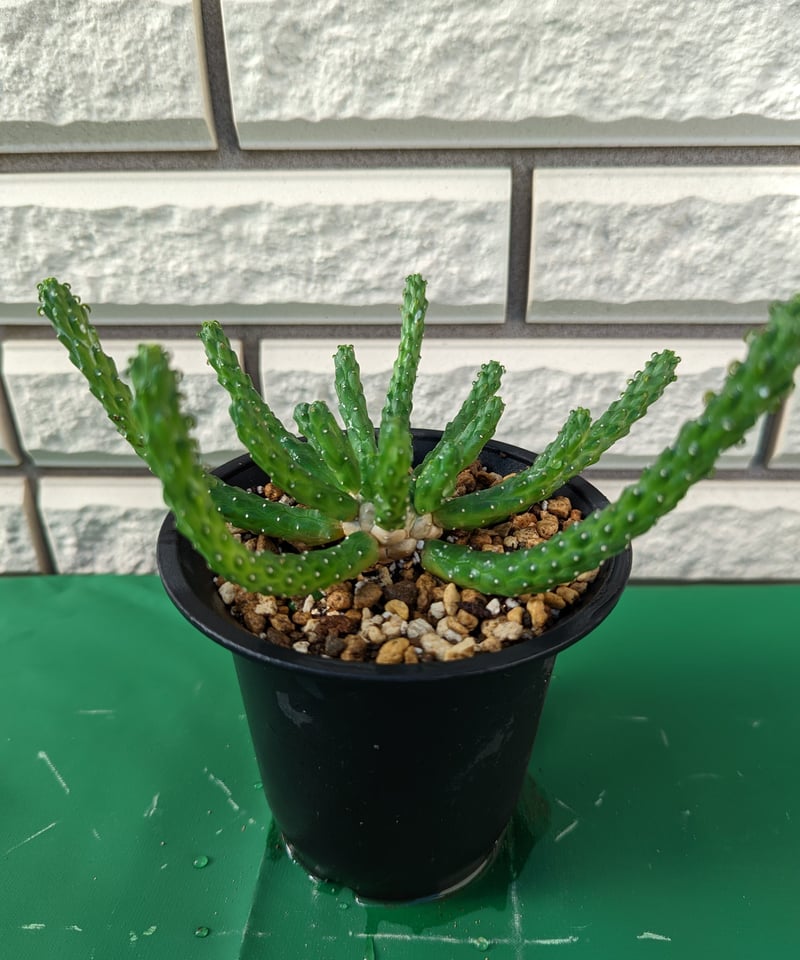 ユーフォルビア・イネルミス 九頭竜 | Plants by THE CORE CAUDEX