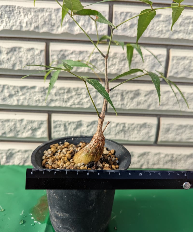 キフォステンマ・パキプス | Plants by THE CORE CAUDEX