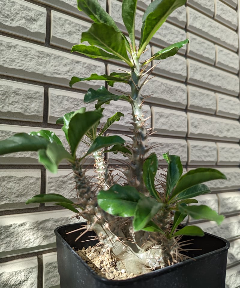 パキポディウム・サンデルシー 白馬城 | Plants by THE CORE CAUDEX