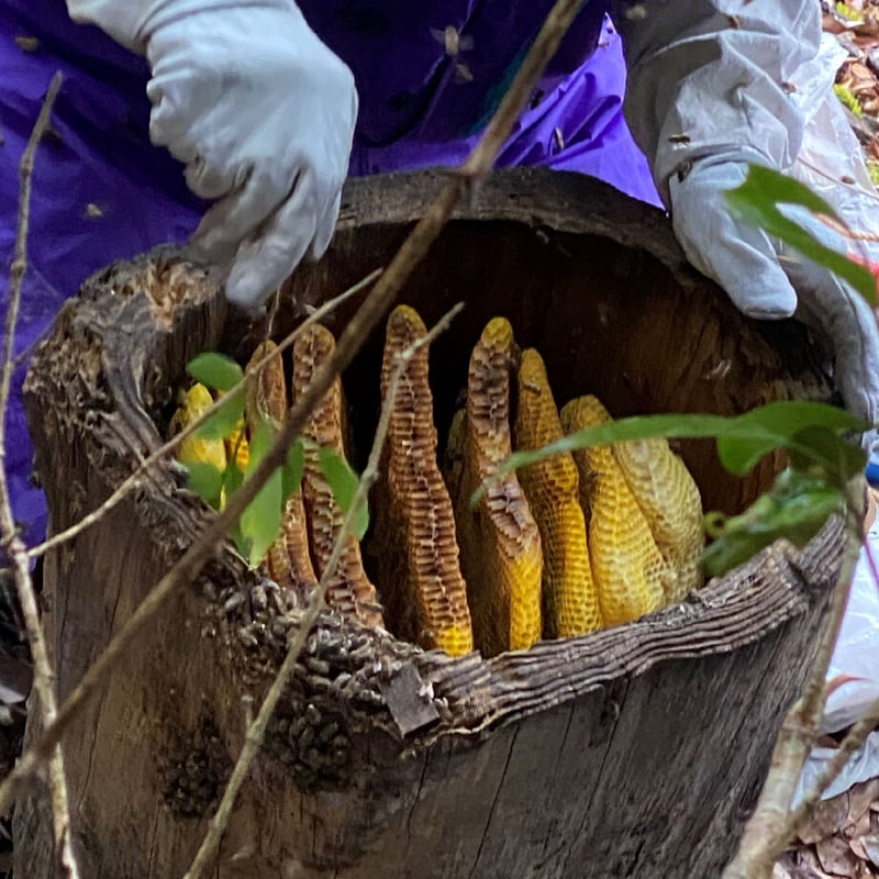 くまさん(球磨産)の地蜜の蜂蜜【中】(1000g) | NAKATSURU BUSSAN SHOP