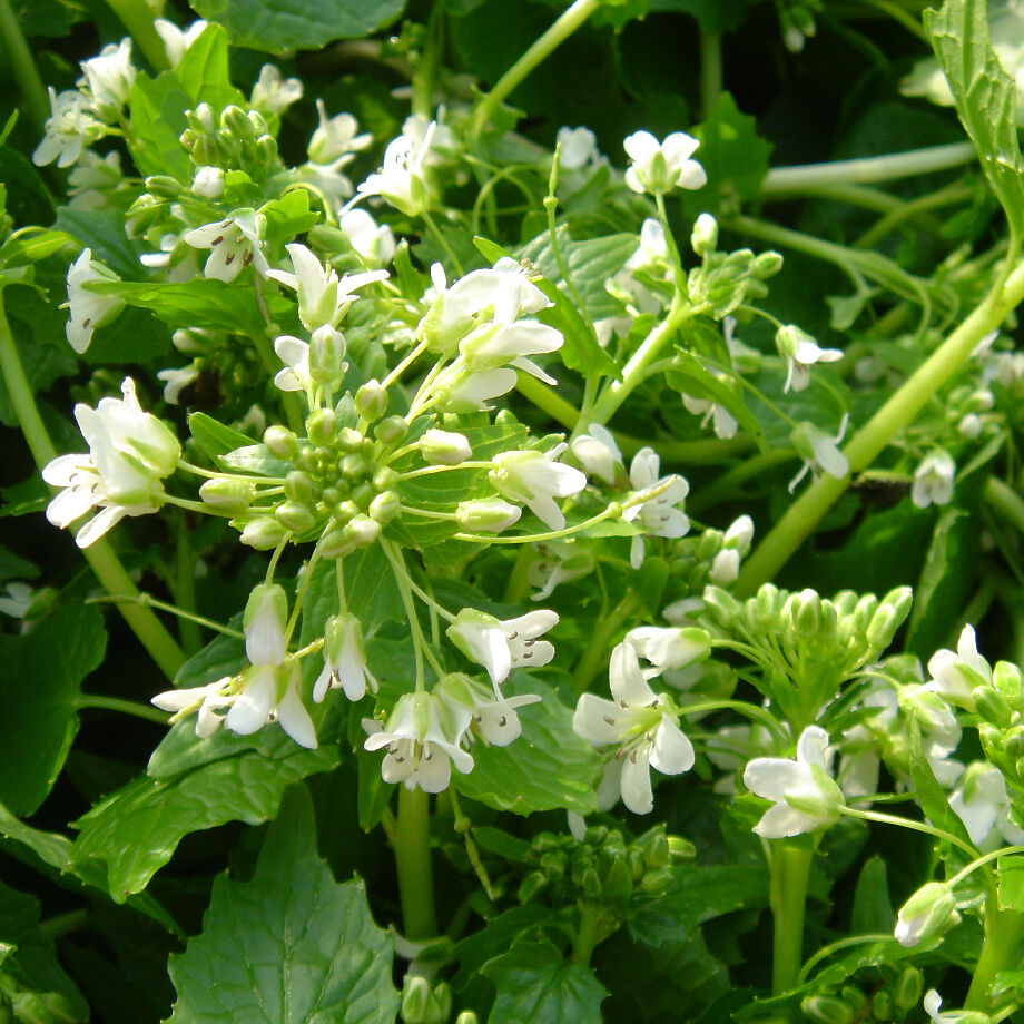 葉わさびさま専用！ 葉わさび醤油漬【大】(170g) | NAKATSURU BUSSAN SHOP