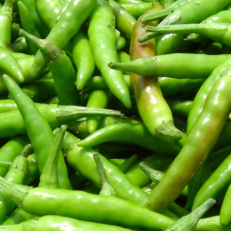 【お得用】球磨川ゆず胡椒(1,000g)