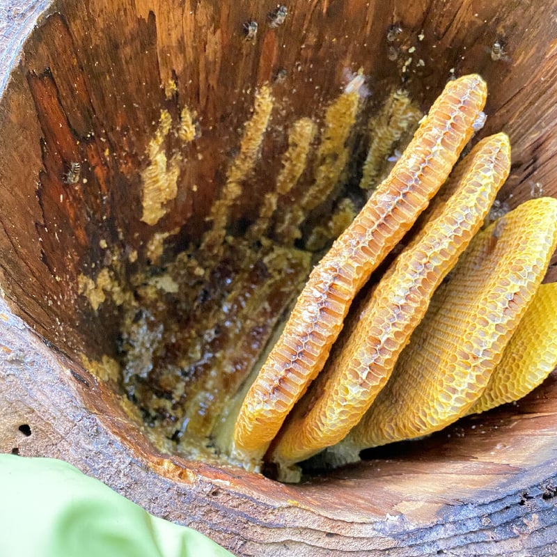 くまさん(球磨産)の地蜜の蜂蜜【中】(1000g) | NAKATSURU BUSSAN SHOP