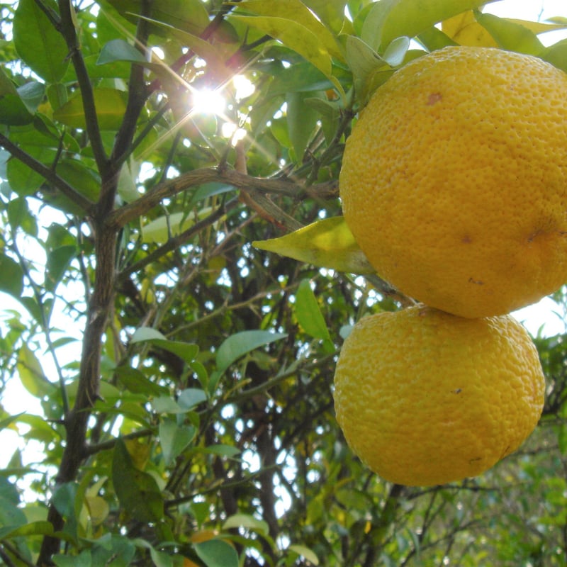 袋】球磨川ゆずの香塩(100g) | NAKATSURU BUSSAN SHOP