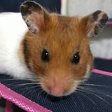 てしごと屋