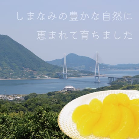 柑橘物語　八朔缶詰６缶セット