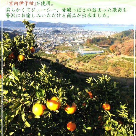 柑橘物語　伊予柑ゼリー　９個セット