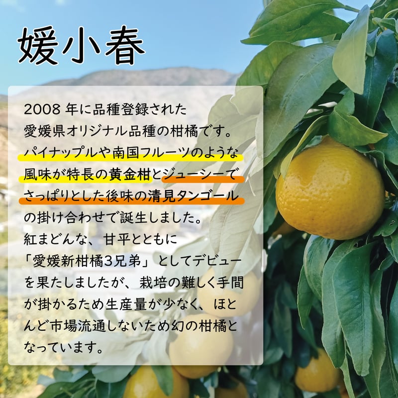 媛小春ゼリー | 【BEMAC公式通販】えひめ自然の恵みギフト