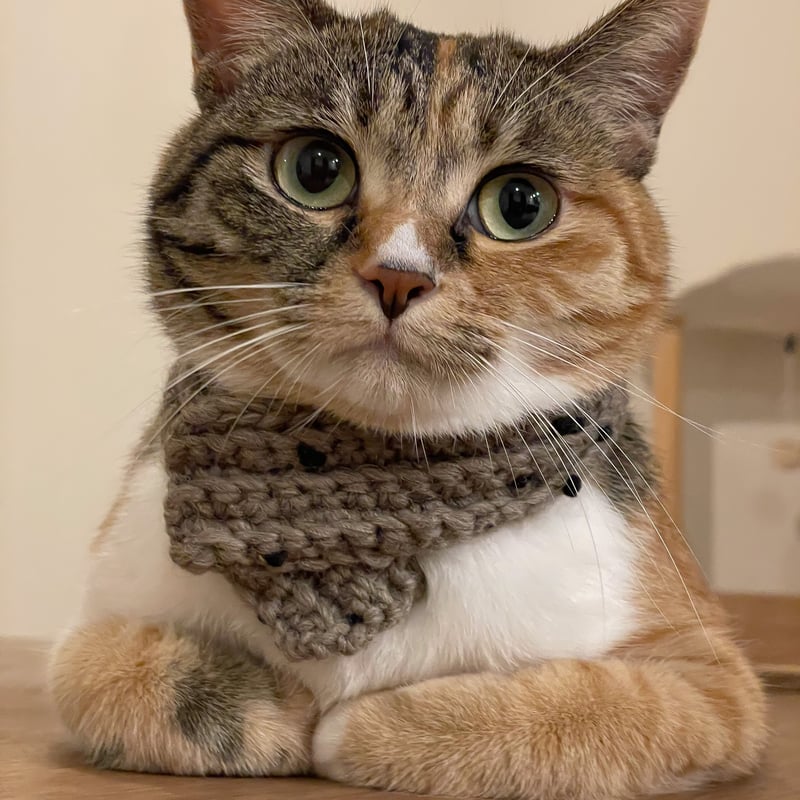 猫用ウールマフラー | mike