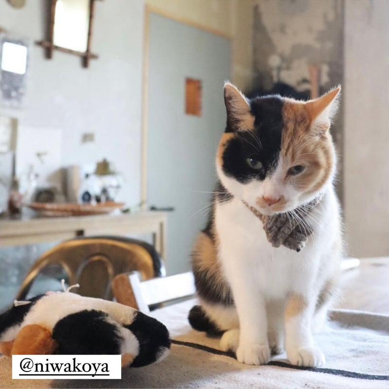 猫用ウールマフラー | mike