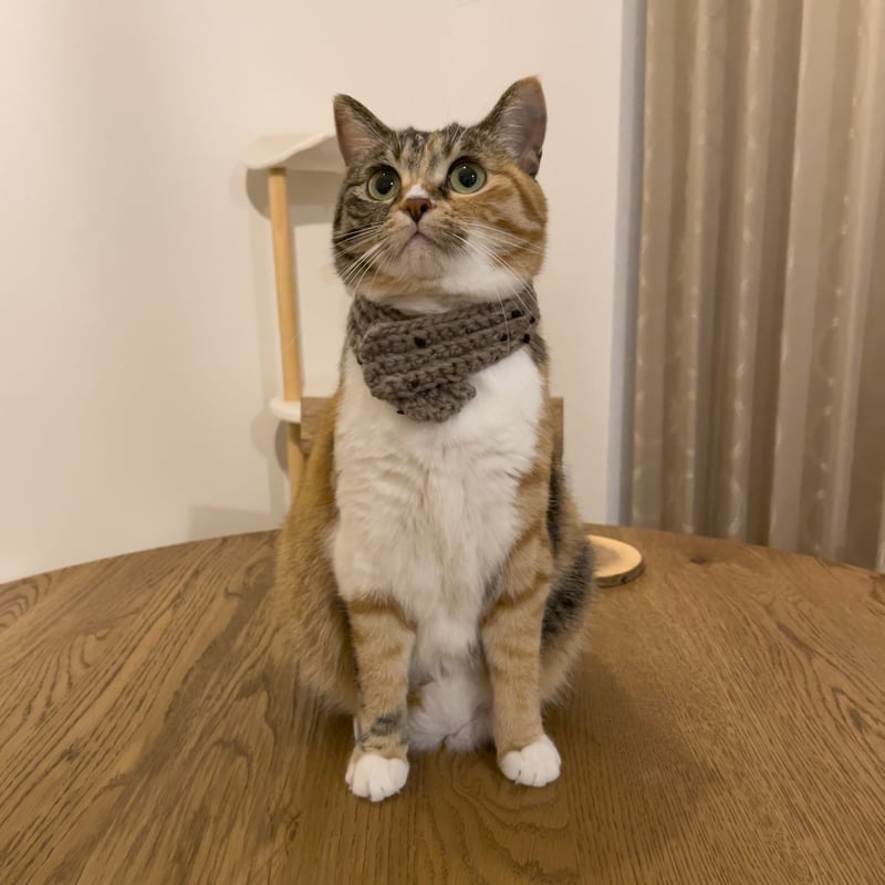 猫用ウールマフラー | mike