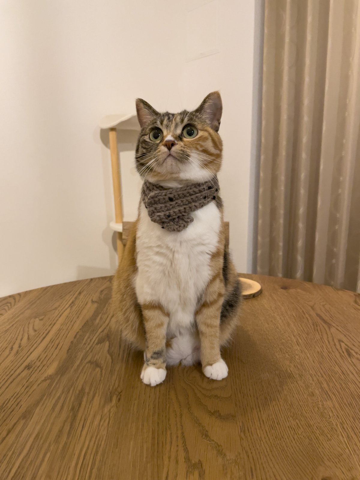 マイケル・ルー　ブラウンニット⭐︎猫ちゃん入り マイケル・ルー ブラウンニット⭐︎猫ちゃん入り