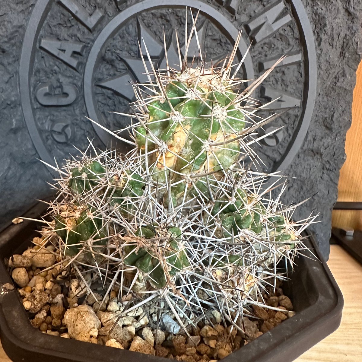 コピアポア マルギナータ 