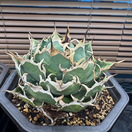 CATEGORY アガベ | CALIFORNIA PLANTS CATEGORY アガベ | CALIFORNIA PLANTS