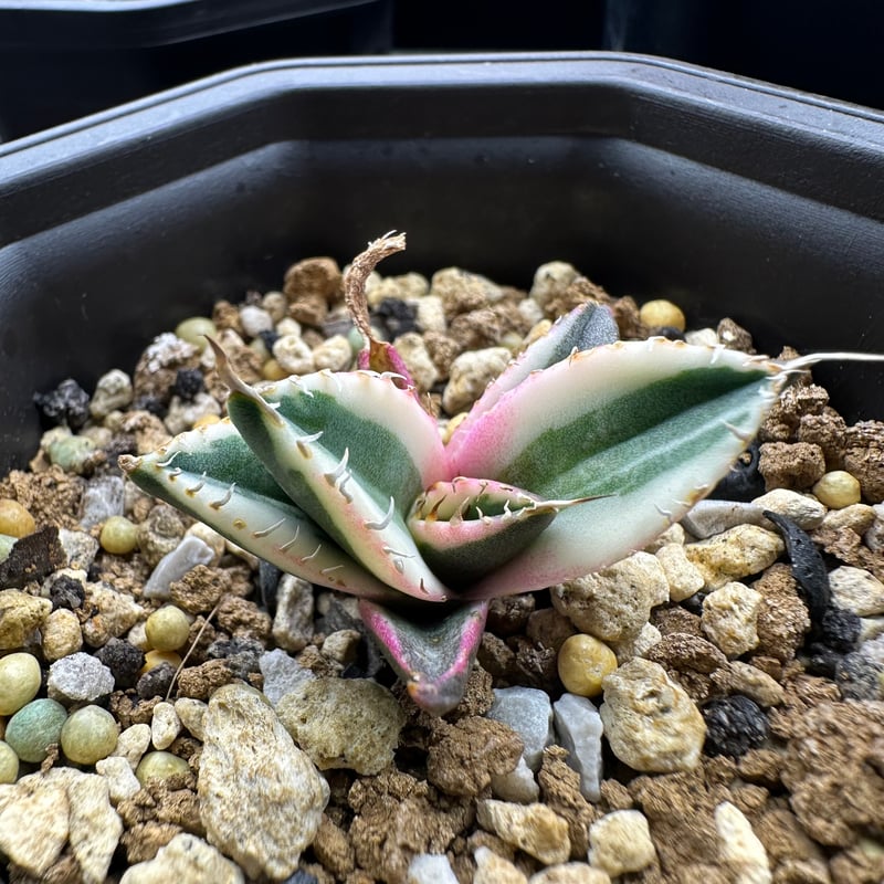 アガベチタノタスナグルトゥースカリフォルニア産