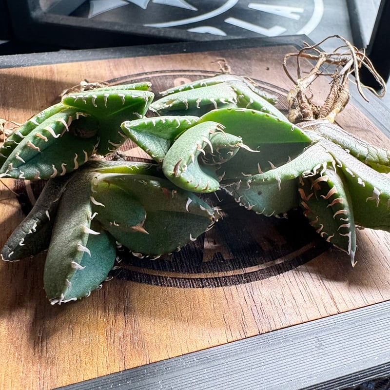 オアハカオテロイ鐡化 アガベ オアハカ オテロイ OX-01 | アガベ専門店