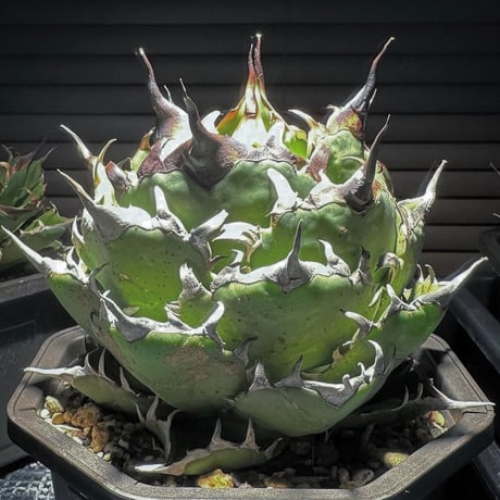 CATEGORY アガベ | CALIFORNIA PLANTS