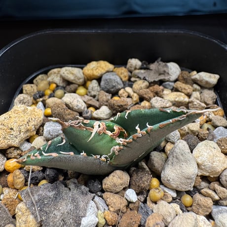 カルフォルニア輸入 コロラータ No.5 札付き CATEGORY 限定 | CALIFORNIA PLANTS