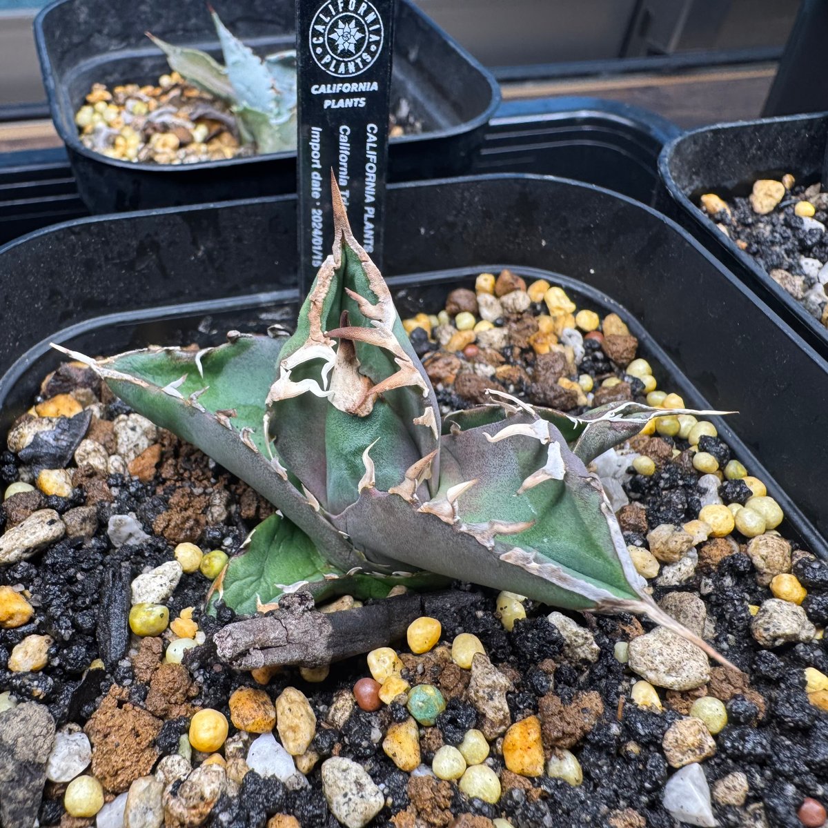 カリフォルニア産トリケラトプス | CALIFORNIA PLANTS