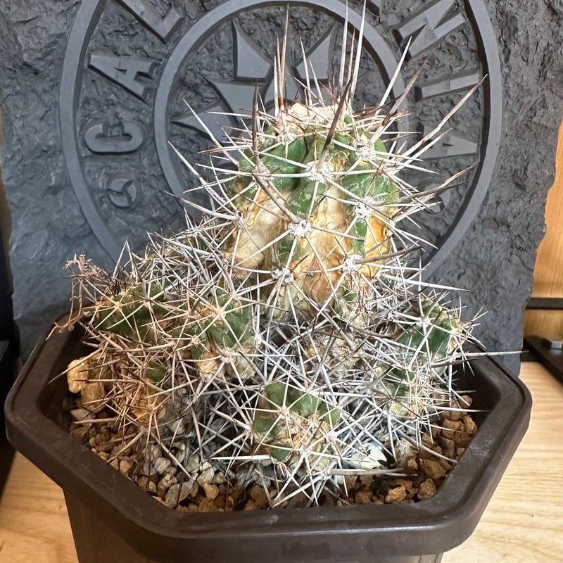 コピアポア　マルギナータ　copiapoa 実根 コピアポア マルギナータ copiapoa 実根 コピアポア マルギナータ