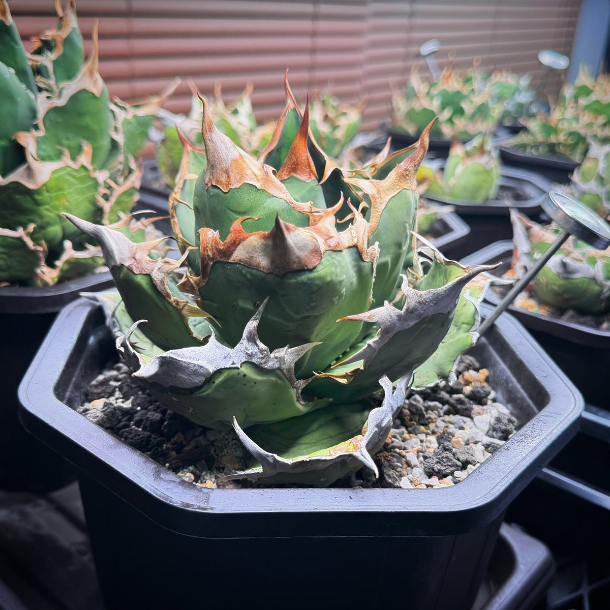 アガベまとめ売り（皇冠、穿山甲、凱旋、トリケラトプス） アガベまとめ売り（皇冠、穿山甲、凱旋、トリケラトプス）