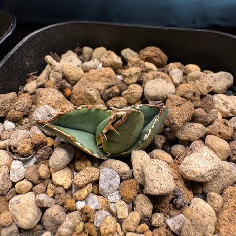 CATEGORY 限定 | CALIFORNIA PLANTS