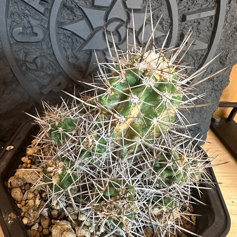 コピアポア　マルギナータ　copiapoa 実根 楽天市場】【現品・現物】Copiapoa marginata サボテン