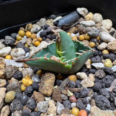 棘.PLANTS April In stock 25 (Ongoing) – Orchidmart