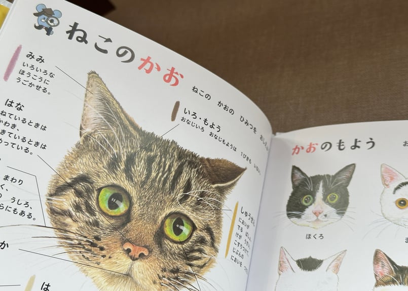 ねこのずかん 大森裕子 今泉忠明 | カクカクブックス