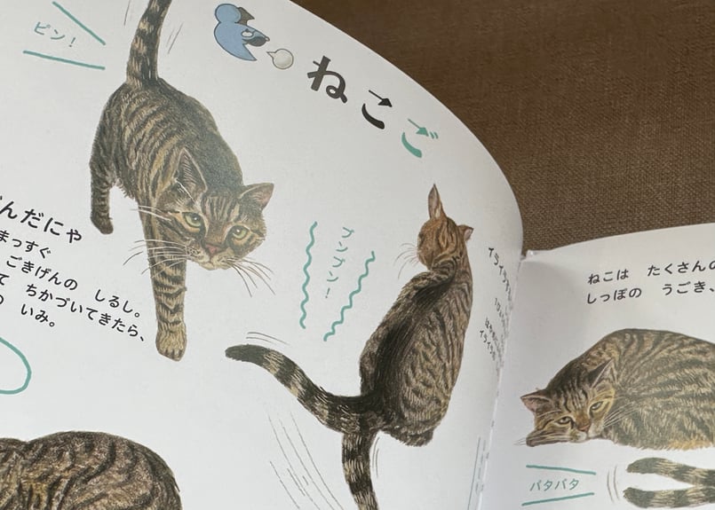ねこのずかん 大森裕子 今泉忠明 | カクカクブックス